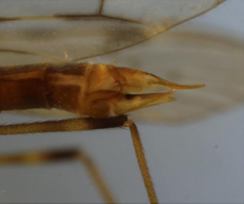 Limonia dilutior